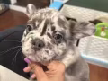 Fluffy Frenchie bulldog Puppies For Sale