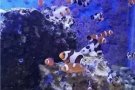 独家代理 长岛37出口白人区Albertson繁华商业街珊瑚礁水族馆生意转让 🏆罗斯福Mall 10分钟车程，近495