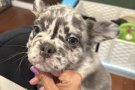 Fluffy Frenchie bulldog Puppies For Sale