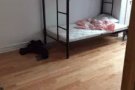 布鲁伦八大道67街新装修大单房出租