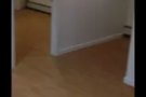 太便宜半土库一房一厅一厨一浴独立$900全包贝赛北方大道646-919-6797