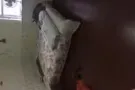 金城发超市附近一大单房出租 有窗 有床桌子椅子 拎包即住