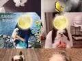 【求租】寻单人房（外带一只性格超好的狗狗，不是我自夸几乎没有人不喜欢它）